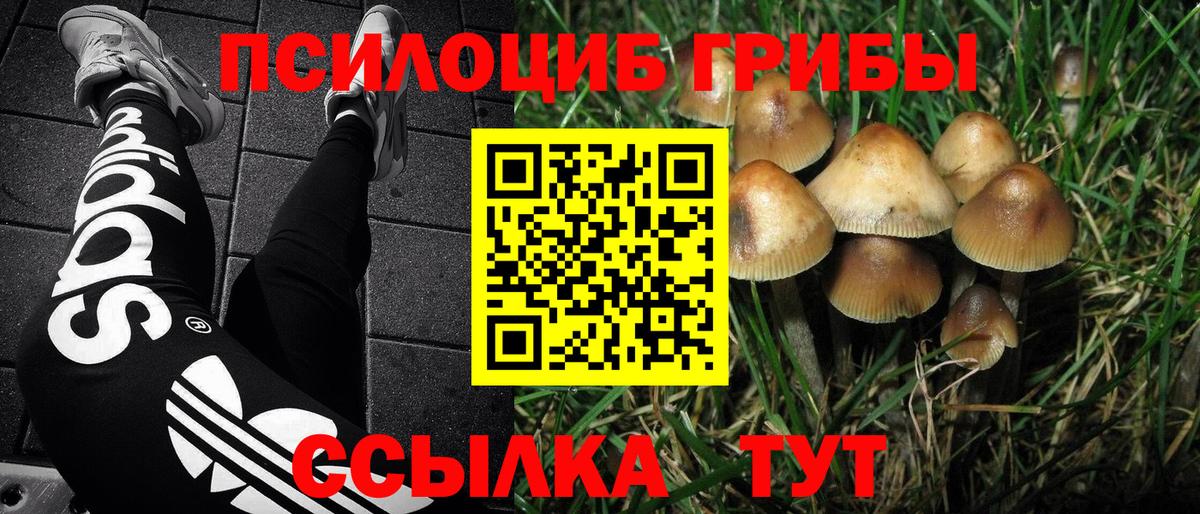 Псилоцибиновые грибы Psilocybe Карасук